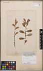 Foto von Salix cinerea L.